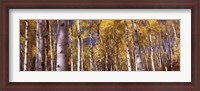 Framed Forest, Grand Teton National Park, Teton County, Wyoming, USA