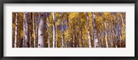 Framed Forest, Grand Teton National Park, Teton County, Wyoming, USA