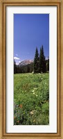 Framed Wildflowers in a forest, Crested Butte, Gunnison County, Colorado, USA