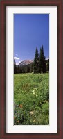 Framed Wildflowers in a forest, Crested Butte, Gunnison County, Colorado, USA