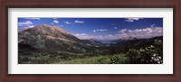 Framed Wildflowers with mountains in the background, Crested Butte, Gunnison County, Colorado, USA