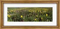Framed Wildflowers in a field, Crested Butte, Colorado