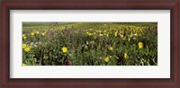 Framed Wildflowers in a field, Crested Butte, Colorado