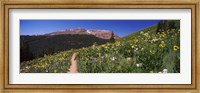 Framed Wildflowers in a field with Mountains, Crested Butte, Colorado