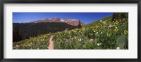 Framed Wildflowers in a field with Mountains, Crested Butte, Colorado