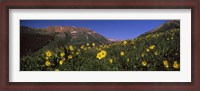 Framed Wildflowers in a forest, Kebler Pass, Crested Butte, Gunnison County, Colorado, USA