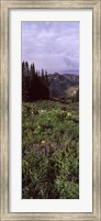 Framed Forest, Washington Gulch Trail, Crested Butte, Gunnison County, Colorado (vertical)