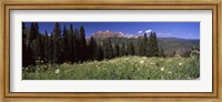 Framed Forest, Kebler Pass, Crested Butte, Gunnison County, Colorado, USA