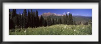 Framed Forest, Kebler Pass, Crested Butte, Gunnison County, Colorado, USA