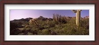 Framed Organ Pipe cactus, Arizona