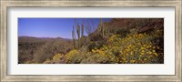 Framed Organ Pipe cactus and yellow wildflowers, Arizona