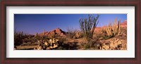 Framed Organ Pipe Cacti, Organ Pipe Cactus National Monument, Arizona, USA