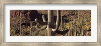 Framed Cacti on a landscape, Arizona