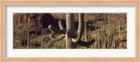 Framed Cacti on a landscape, Arizona