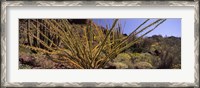 Framed Plants on a landscape, Organ Pipe Cactus National Monument, Arizona (horizontal)