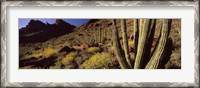 Framed Desert Landscape, Organ Pipe Cactus National Monument, Arizona, USA