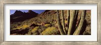 Framed Desert Landscape, Organ Pipe Cactus National Monument, Arizona, USA