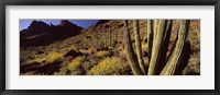 Framed Desert Landscape, Organ Pipe Cactus National Monument, Arizona, USA