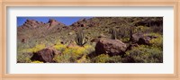Framed Cacti with wildflowers on a landscape, Organ Pipe Cactus National Monument, Arizona, USA