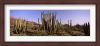 Framed Organ Pipe Cacti on a Landscape, Organ Pipe Cactus National Monument, Arizona, USA