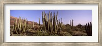 Framed Organ Pipe Cacti on a Landscape, Organ Pipe Cactus National Monument, Arizona, USA