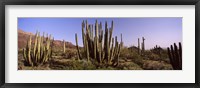 Framed Organ Pipe Cacti on a Landscape, Organ Pipe Cactus National Monument, Arizona, USA