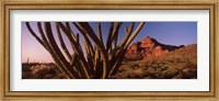 Framed Organ Pipe cactus on a landscape, Organ Pipe Cactus National Monument, Arizona