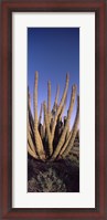 Framed Organ Pipe Cacti, Organ Pipe Cactus National Monument, Arizona (horizontal)