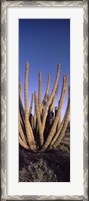 Framed Organ Pipe Cacti, Organ Pipe Cactus National Monument, Arizona (horizontal)