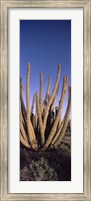 Framed Organ Pipe Cacti, Organ Pipe Cactus National Monument, Arizona (horizontal)