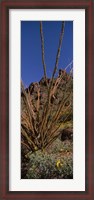 Framed Plants on a landscape, Organ Pipe Cactus National Monument, Arizona (vertical)