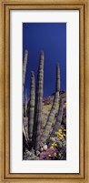 Framed Close up of Organ Pipe cactus, Arizona