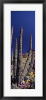 Framed Close up of Organ Pipe cactus, Arizona