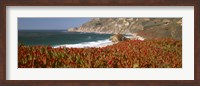 Framed Flowers on the coast, Big Sur, California, USA