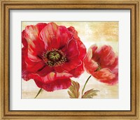 Framed Passion for Poppies I