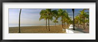 Framed Palm trees on the beach, Las Olas Boulevard, Fort Lauderdale, Florida, USA