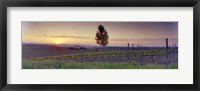 Framed Tree in a vineyard, Val D'Orcia, Siena Province, Tuscany, Italy