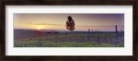 Framed Tree in a vineyard, Val D'Orcia, Siena Province, Tuscany, Italy