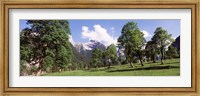 Framed Maple trees with mountain range in the background, Karwendel Mountains, Risstal Valley, Hinterriss, Tyrol, Austria