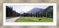 Framed Cows grazing in a field, Karwendel Mountains, Risstal Valley, Hinterriss, Tyrol, Austria