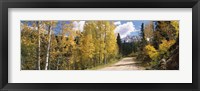 Framed Aspen trees on both sides of a road, Old Lime Creek Road, Cascade, El Paso County, Colorado, USA