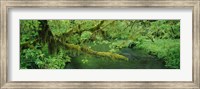 Framed Stream flowing through a rainforest, Hoh Rainforest, Olympic National Park, Washington State, USA