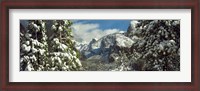 Framed Snowy trees in winter, Yosemite Valley, Yosemite National Park, California, USA