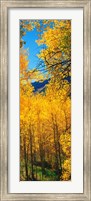 Framed Valley with Aspen trees in autumn, Colorado, USA