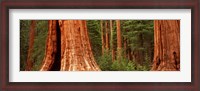 Framed Giant sequoia trees in a forest, California, USA
