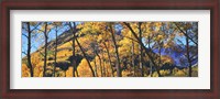 Framed Aspen trees in autumn with mountain in the background, Maroon Bells, Elk Mountains, Pitkin County, Colorado, USA