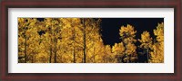 Framed Aspen trees in autumn, Colorado, USA