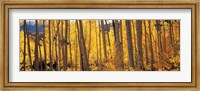 Framed Autumn Aspen trees, Colorado, USA