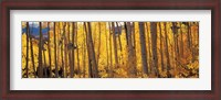 Framed Autumn Aspen trees, Colorado, USA