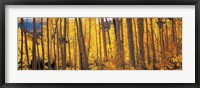 Framed Autumn Aspen trees, Colorado, USA